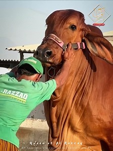 7.7K views · 646 reactions | Al Razzaq Cattle Farm 2024 | Cattle Craze.ρK - Rlogs | Facebook