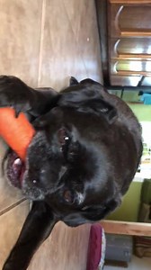 59 reactions · 3 comments | Sweet girl leela enjoying a carrot. She is an adorable girl in search of a forevermore family | Tiny Paws Pug Rescue | Facebook