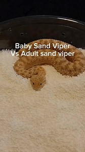 part1 Baby sand viper Vs Adult sand viper. #reptiles #fakesnake #venomoussnake #sandviper #pets #sprinkles #venomoussnakes | Callmethelamp