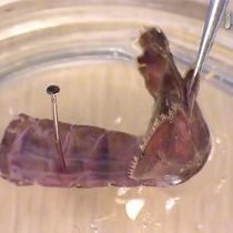 Video: Muscle Receptor Organs in the Crayfish Abdomen: A Student Laboratory Exercise in Proprioception