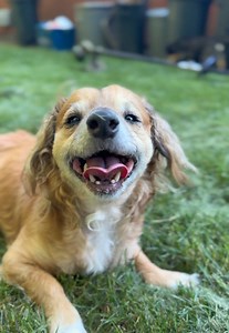 Tiki Loves Freshly Mowed Lawn: Why Dogs Sniff Grass