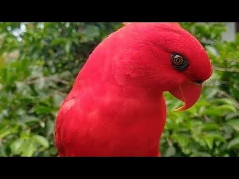 Crying parrots/parrot crying because it can't sleep/green parrots/parrot throwing a tantrum