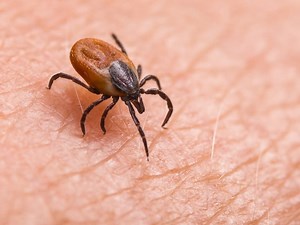 Ticks Out Early In IL (You Can Thank A Mild El Niño Winter For That)