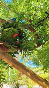 "Splish splash, my birdies love a good bath! 🚿🐦💦 " They enjoyed during their shower time! #shower #showertime #enjoyed #havingfun #havingfuntogether #birdwatching #birdshow #birds #birdie #birdlovers #birdlife #birdshow #birdwatching #parrots #lovely #featheredfriends #mypet #papagaio #aves #loro #viral #video #fyp #trending | Rodelyn Kileste