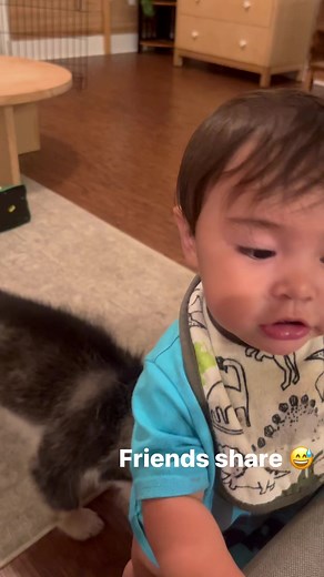 Baby & Puppy friends 😘 | Miniature Siberian Huskies!