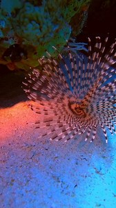Indian fan worm ❤️ breathtaking. Diving in Sharm El Sheikh @camel_dive_club 📩Info@cameldive.com Dive site : Ras Bob Depth :18 meters. Water Visibility 25 meters Water temp :29° #egypt #sharmelsheikh #sinai #destination #diving #scubadiving #boatdiving #holiday #vacation #divinginsharm | Camel Dive Club & Boutique Hotel