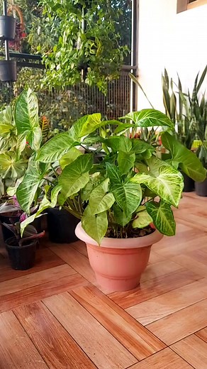 How To Propagate Syngonium Plant Cuttings in Water. #syngoniumlovers #philodendron #plantsofinstagram | Flower lovers