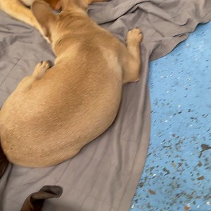 Naptime with Aunty Alison  | K9 Klub Doggy Daycare | Facebook