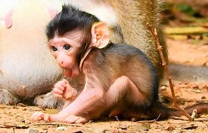 45K views · 3.1K reactions | What a cutest reaction baby Draya alert to call mom Daisy pick her up | Animals JoJo Family | Facebook