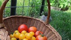 😎 Growing tomatoes in the shade garden😎 Here are a few things I do to help them ripen faster with limited sun: 🍅 Start with great soil. I always add homemade compost and worm castings in the fall or while planting in the spring. 🍅 Pick the right varieties: Container/dwarf varieties, cherry tomato varieties, bush varieties, determinate varieties, and early varieties can all help to give you a crop quicker as well as requiring less sun energy. 🍅 Plant fewer plants. This year I planted 5 plant