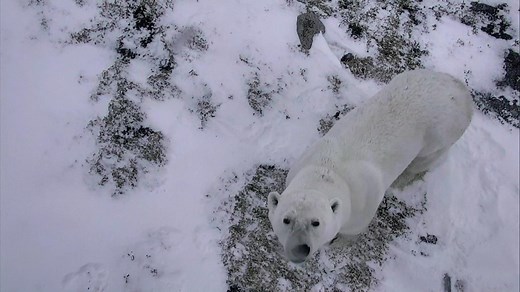Live Polar Bear Cam - Hudson Bay Canada | Explore.org
