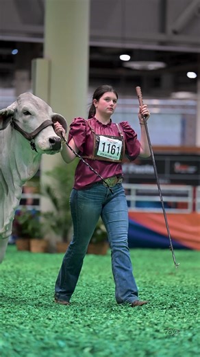Meg Boudreaux & 5X Cattle in Houston 2025! 🔥🐂 Stepping into the ring at the ABBA International Brahman Show is no small feat, and Meg Boudreaux from 5X Cattle gave it her all in Houston! With hard work, passion, and dedication, she showcased her cattle with pride on one of the biggest stages in the industry. A big congratulations to Meg and 5X Cattle for their outstanding participation! 👏🐂 #BrahmanJournal #BrahmanJournalReels | The Brahman Journal
