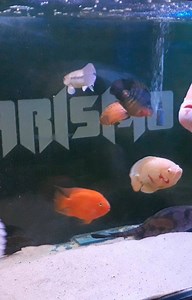 As novidades chegando Vem lotação Tankbuster! Tankbuster By Paulo...