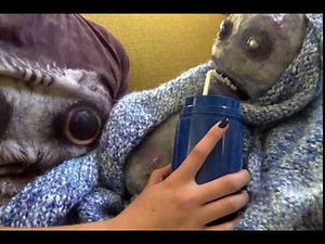 Monster tries different Sugar sources for the First Time!!