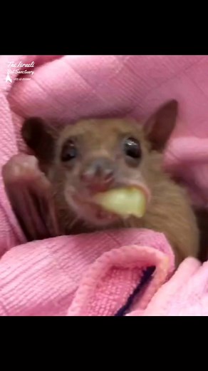 25K views · 2.2K reactions | Grapes are back in season! Yeyy! VOLUME UP #batrescue #wildlife #rescue #animalsanctuary #fostercare #fruitlover #grape #yummy #munching #sogood #volumeup #soundon #batsofinstagram | The Israeli Bat Sanctuary | Facebook
