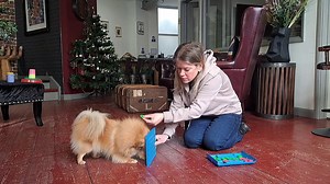 Look back at when we interviewed the Sussex woman who trains four-legged celebrities for TV adverts and Hollywood films! 🌟 | Bexhill Observer