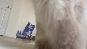 15 reactions | Cookie is still waiting for her Orthopaedic bed … | Broken Biscuits | Facebook