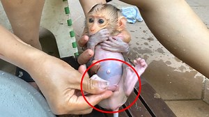 Grandma Clean & Hygiene Baby Mano With Shampo And Warm Water | Monkey Free