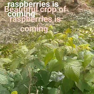 18 reactions | Bumble bees on autumn raspberries #bees #farming #selfsufficiency #homestead #allotment #pollination #food #veg #raspberries | Welsh cottage by Zina | Facebook