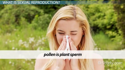 Sexual Reproduction | Advantages, Disadvantages & Benefits