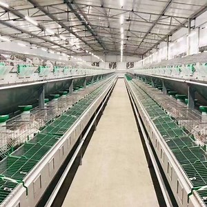 [Hot Item] Customized Large Stainless Steel Hot DIP Galvanized Battery Rabbit Cage Automatic Feeding