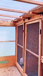 Birmingham roller pigeon vs Falcon #birds | John Jay