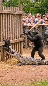 Woman saves hen from python 😱 ______________________woman _python _womanvspython _wildatlanticway _wildanimals _wildlife_inspired _wildlifeplanet _wildlishorts #trending #fypviralシfyp #reels2024 #short #shorts #short #shortst #reelsviral #reelsinstagram #reelschallengereelschallenge | Belga