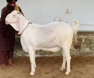 🔸 Call: 0335-2204463 *QADRI GOAT FARM 2021* MERAA SHOUQ BHI DEKHU, ME AGAYAA HOON! 💥 *COLLECTION 2021* HEAVY KAPLA 🥰 MASHA ALLAH ❣️ MASHA ALLAH LOCATION: JAMEEL MEMON SOICETY COLONY | Cattle Craze.ρK