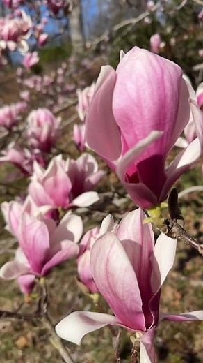 If this is all there is...#ctartist #magnolias #gardenlife #floweringtrees #natureandart | Heather Neilson Art