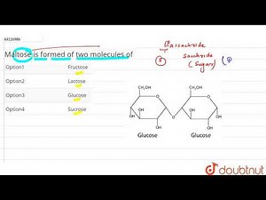 Maltose is formed of two molecules of
