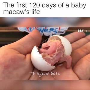 1.8M views · 681 reactions | Nature is incredible!  | Howlers | Facebook