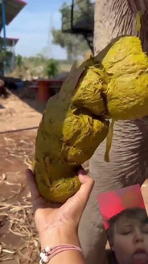 Elephant pooping #funny #challenge #comedy #cute #memes