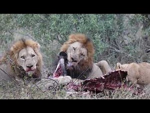 LION eating meat ||