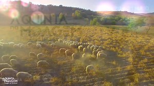 1K views · 50 reactions | A Quinta vai até à Moagem de Sampaio, de 19 a 21 de maio. | Câmara Municipal de Sesimbra | Facebook