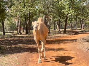 This weekend will be the perfect time to come out and see this guy! Come take an adventure at Cherokee Trace Drive-Thru Safari! 🐪🦬🦘🦙🦓 | Cherokee Trace Drive-Thru Safari