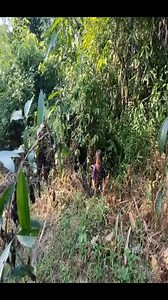 198K views · 2K reactions | Mothers giving birth in the forest#mother #buildings #bushcraft #harvest #outdoors #reelviralfacebook #survival #viralreelsfb #camping | Dᴇxᴛᴏʀ Fʀᴇᴇ | Facebook