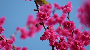 clip-1102187039-spring-concept-japanese-white-eye-bird-cherry-blossoms