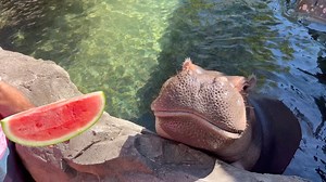 October is Breast Cancer Awareness month and the Cincinnati Zoo has joined the fight by partnering with Cincy Shirts and the American Cancer Society’s annual Real Men Wear Pink campaign presented by TriHealth. The new Save the Melons shirts featuring Fiona are now available online and at all Cincy Shirts locations. A portion of sales will be donated to The American Cancer Society. www.cincyshirts.com/SaveTheMelons | Cincinnati Zoo & Botanical Garden