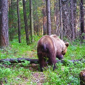 17K views · 336 reactions | Building an amazing a frame cabin transformer in the wild а terrace taiga beach bear near.#survival #adventure #wilderness #camping #bushcraftcamping​ #logcabin #cabin | The Gaurdians | Facebook