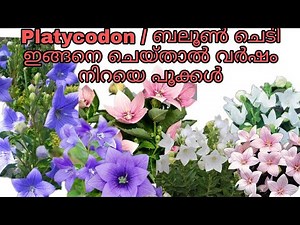 Platycodon plant care tips|ബലൂൺ ചെടി പൂക്കൾ കൊണ്ട് നിറയും ഇങ്ങനെ ചെയ്താൽ | TipS noW
