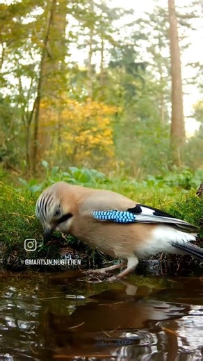 4.6K views · 525 reactions | 冀冀冀 The Garden Gypsy. #thegardengypsy #birdwatching #birdphotography #birdlovers | The Garden Gypsy. | Facebook