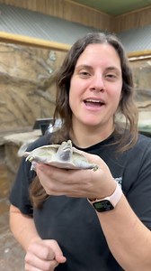 125K views · 3.6K reactions | Soft Shell Turtles have the Cutest Face朗殺 | The Reptile Zoo | Facebook