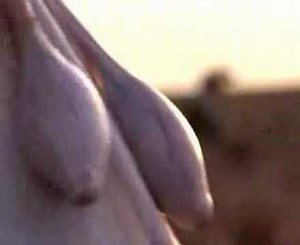 Bear Grylls Born Survivor - Sahara Desert