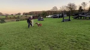 Bobby the bastard boxer! Great grip! | DDR GUARD DOGS