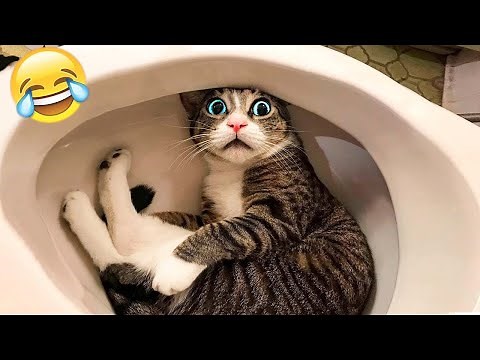 1 Hour Try Not To Laugh 😅 Funniest Cats and Dogs Videos 😹🐶 Part 13