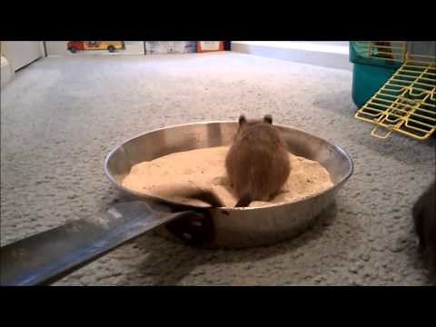Gerbils Taking a Sand Bath