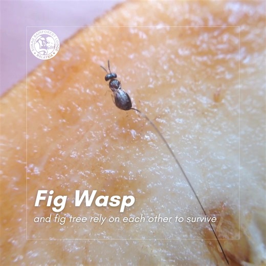 The fig family is a common and vital part of the Sabah rainforest. And where there are fig trees, there are also fig wasps! The fig tree and fig wasp rely on each other to survive and they are only one example highlighting the delicate balance that exists in the rainforest. The tree would be sterile without the wasp and the wasp would become extinct without the tree. Each tree has 3 types of flowers: the male flower that produces the pollen, the female flower that produces the seeds, and the gal