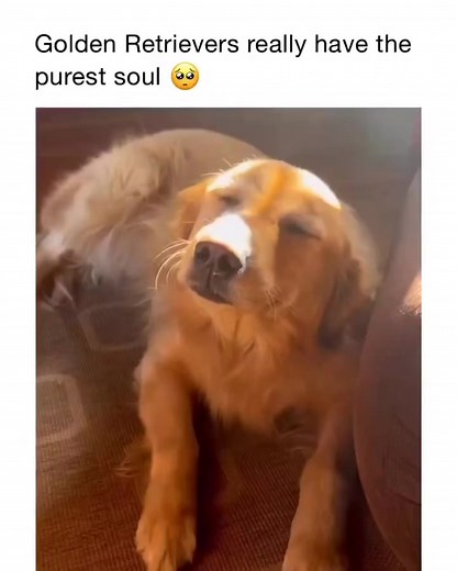 Pretty sure saints come back as golden retrievers #goldenretriever #goldenretrieverpuppy #doggo #happy #puppies #goldenretrievertoday #dog_features #pupflix #puppyoftheday #adorable #pupfluencer #petsofinstagram #dogsofinstagram #dog #puppy #golden #cute #doglover #animals #pet #icanteven #barked #goldenretrievers #chiensduquebec #doggo #cutedogs #puppy #goldenpuppy #reels #reelsfb #reelsvideo #video #reelsfb #viral #viralvideo #viralreels #viralpost #viralreelsfb #followus #dogsofinstagram #dog