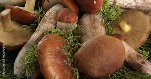 Video Stock Mushrooms on the background of a christmas tree and moss. Suillus granulatus, leccinum aurantiacum, leccinum scabrum, boletus edulis (king bolete) Close-up footage on the rotating table.