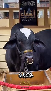 2.5K views · 79 reactions | OREO | Crazy Cattle | Facebook